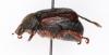 Hoplia sp.